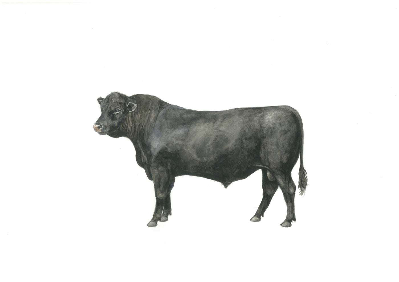 Black Bull - Big Mike Print