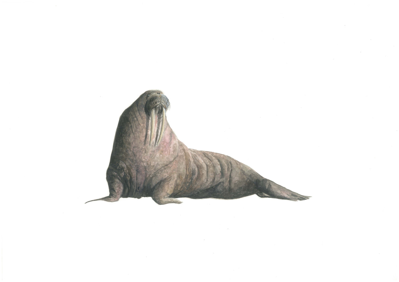 Walrus - Morse Print