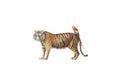 Tiger and Parrot - Terry and Polly