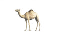Camel - Bertie