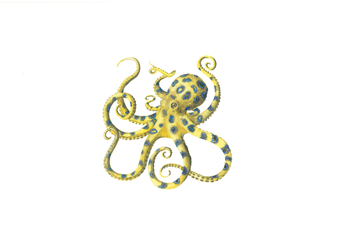 Octopus - Emilio Print