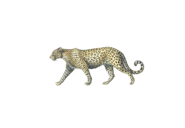 Leopard - Pickles Print