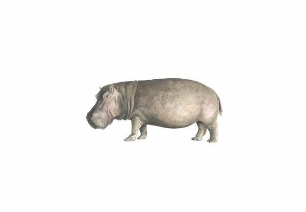 Hippo - Henrietta Print