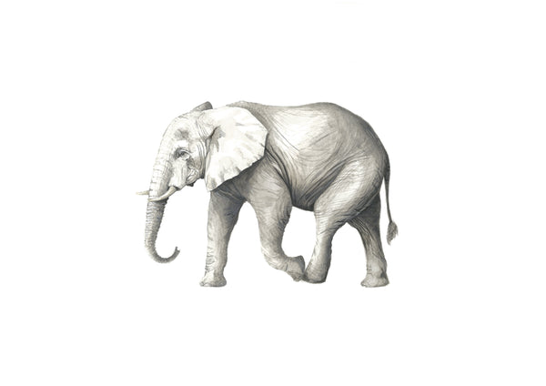 Elephant - Edgar Print