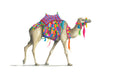 Colourful Camel - Beanie Print