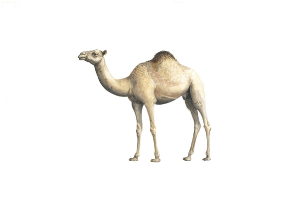 Camel - Bertie