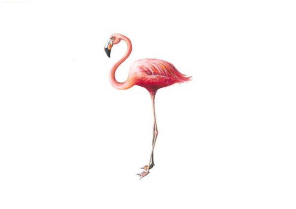 Flamingo - Fernando Print