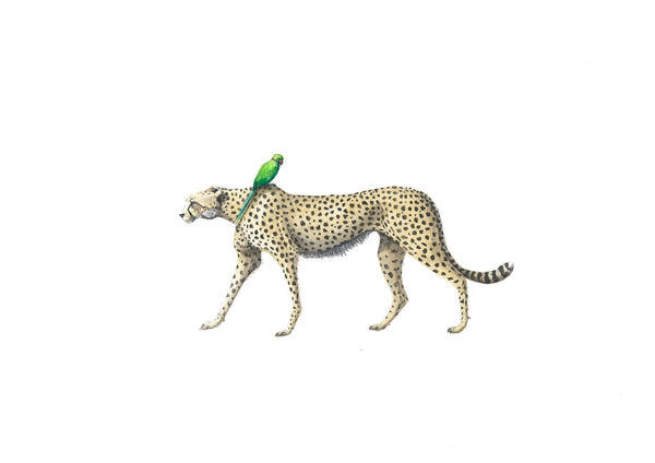 Cheetah and Parrot - Linford and Pandora Print